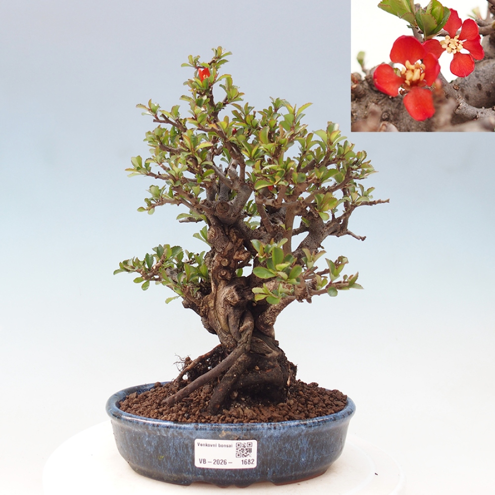 Vonkajšie bonsaje - Chaneomeles speciosa - Kdoule