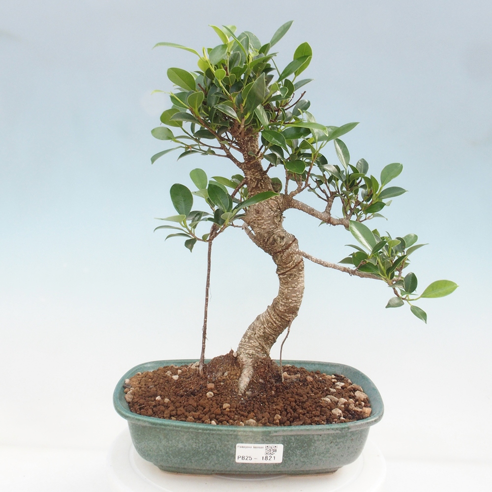 Izbová bonsai - Ficus kimmen - malolistá fikus