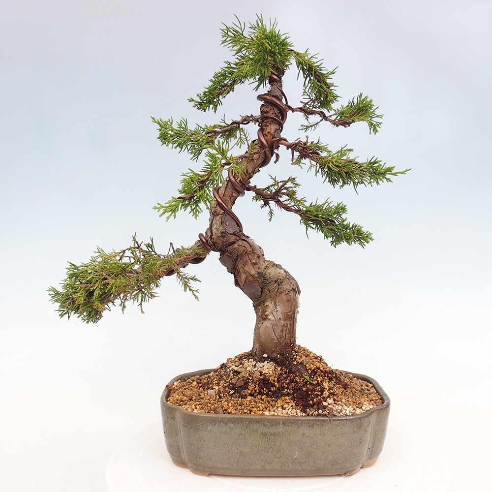 Vonkajší bonsai - Juniperus chinensis Itoigawa -Jalovec čínsky