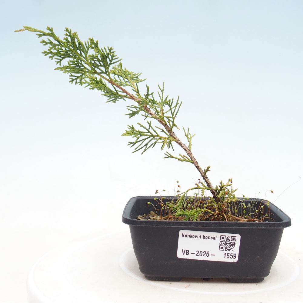 Vonkajší bonsaj - Juniperus chinensis Itoigawa