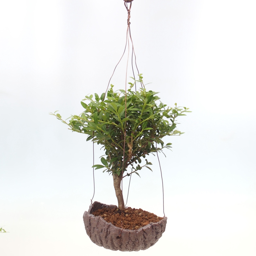 Kokedama v keramike - Ilex crenata - Cezmína