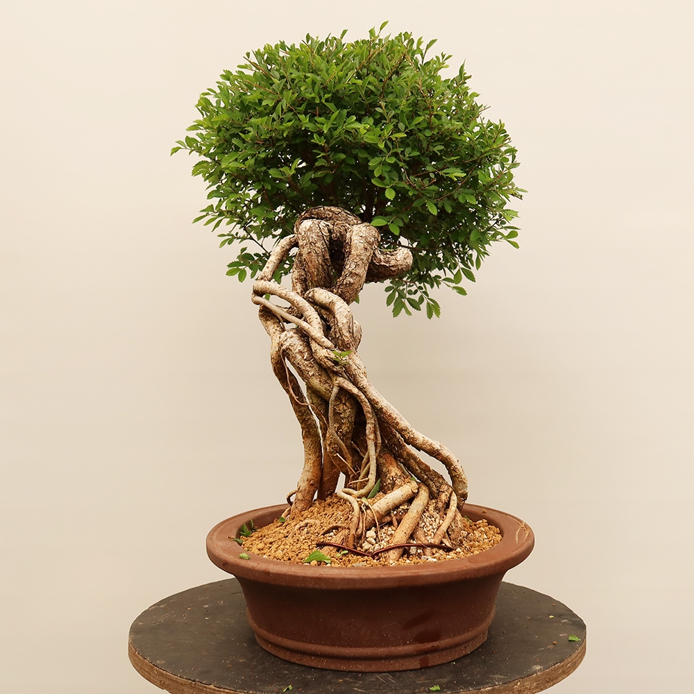 Vonkajšie bonsai - Zelkova - Zelkova NIRE