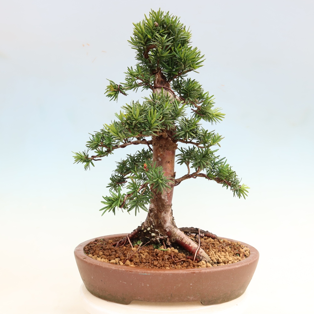 Vonkajší bonsai – Taxus cuspidata – japonský tis
