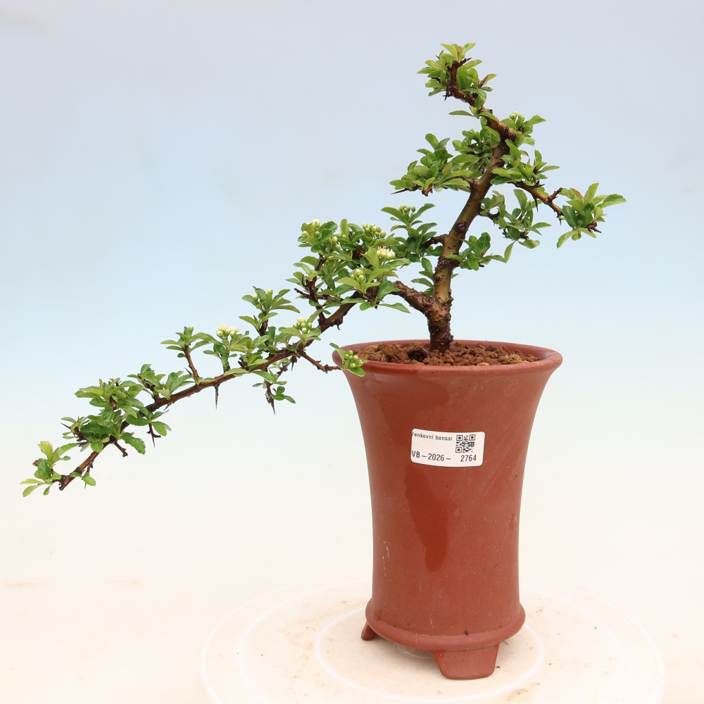 Vonkajší bonsai – Pyracantha teton – hlohovec šarlátový