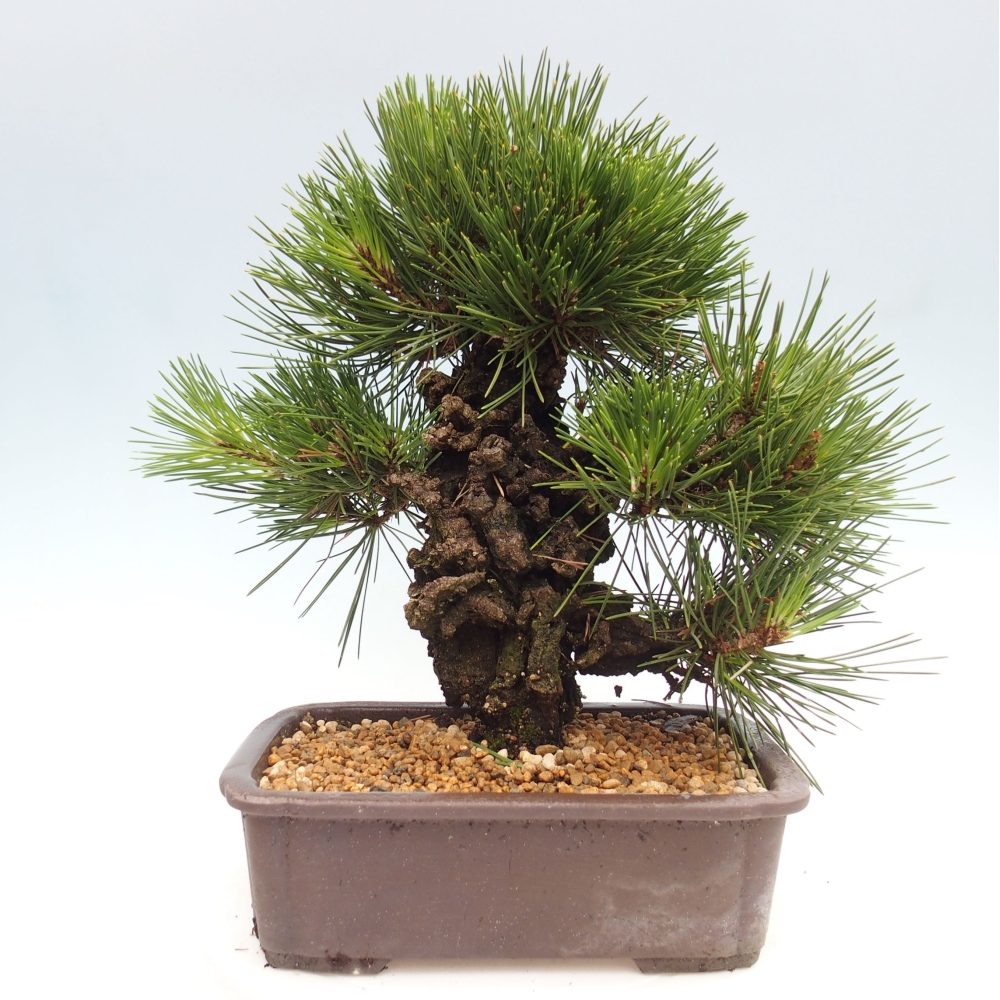 Vonkajší bonsai - Pinus thunbergii - Borovica thunbergova
