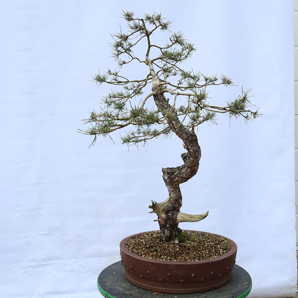 Pinus sylvestris Španielsko – borovica lesná