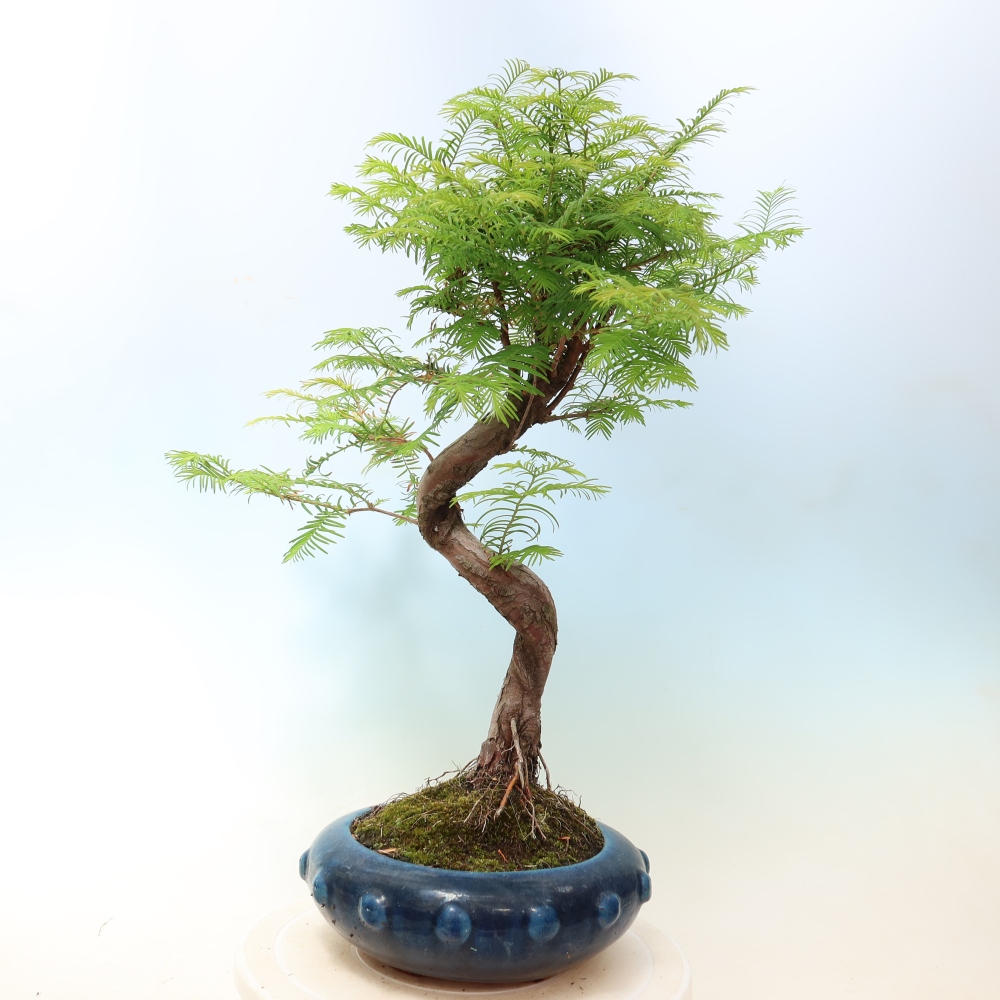 Vonkajšie bonsaje - Metasequoia glyptostroboides - čínska metasekvoja