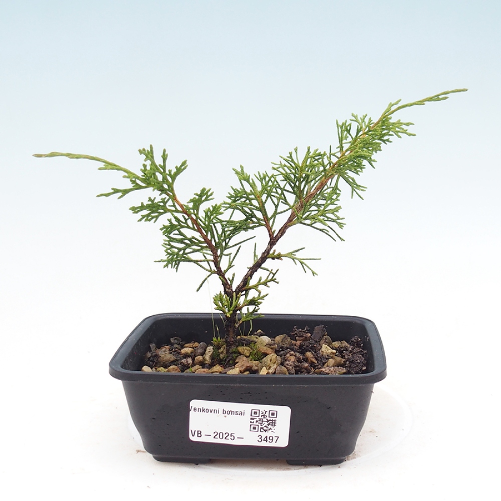 Vonkajší bonsai - Juniperus chinensis Itoigawa -Jalovec čínsky
