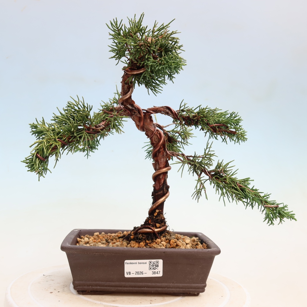 Vonkajší bonsaj - Juniperus chinensis Kishu