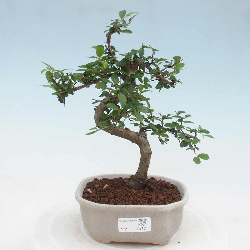 Izbová bonsai-malolistá brest 