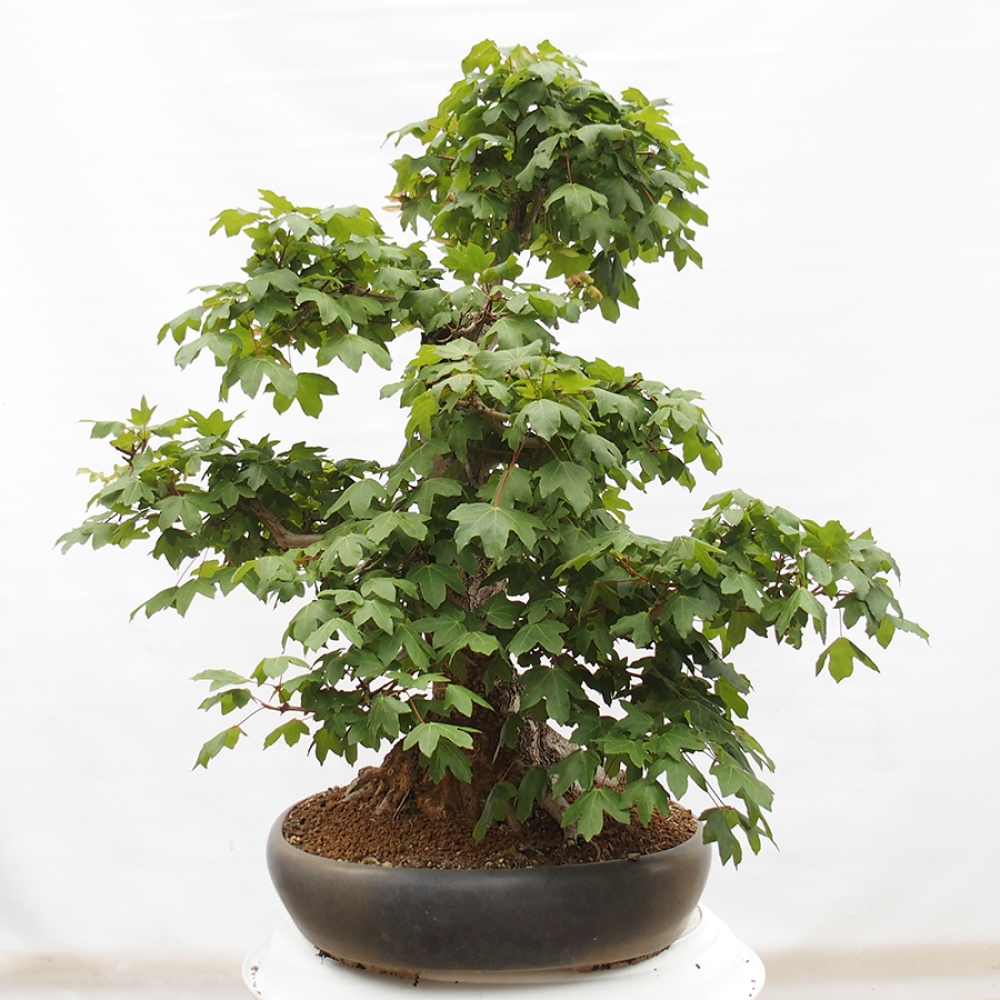 Vonkajší bonsai -Javor babyka - Acer campestre