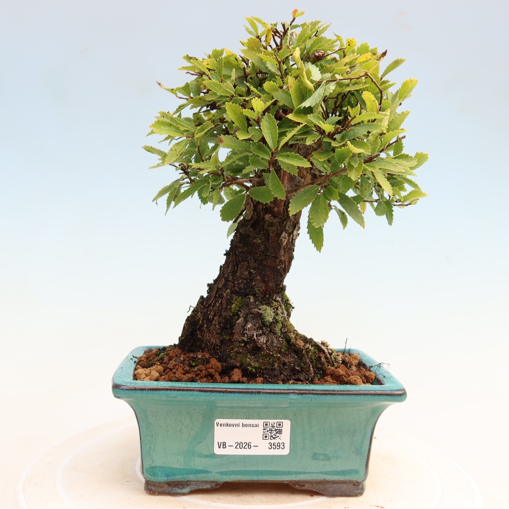 Vonkajšie bonsaje - Zelkova - Zelkova NIRE
