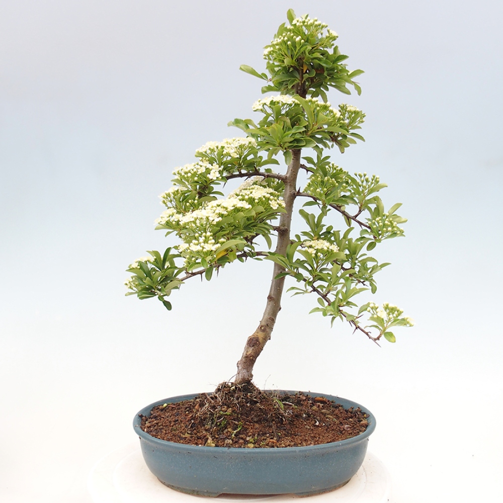 Vonkajšia bonsai-Pyracanta Teton -Hlohyně