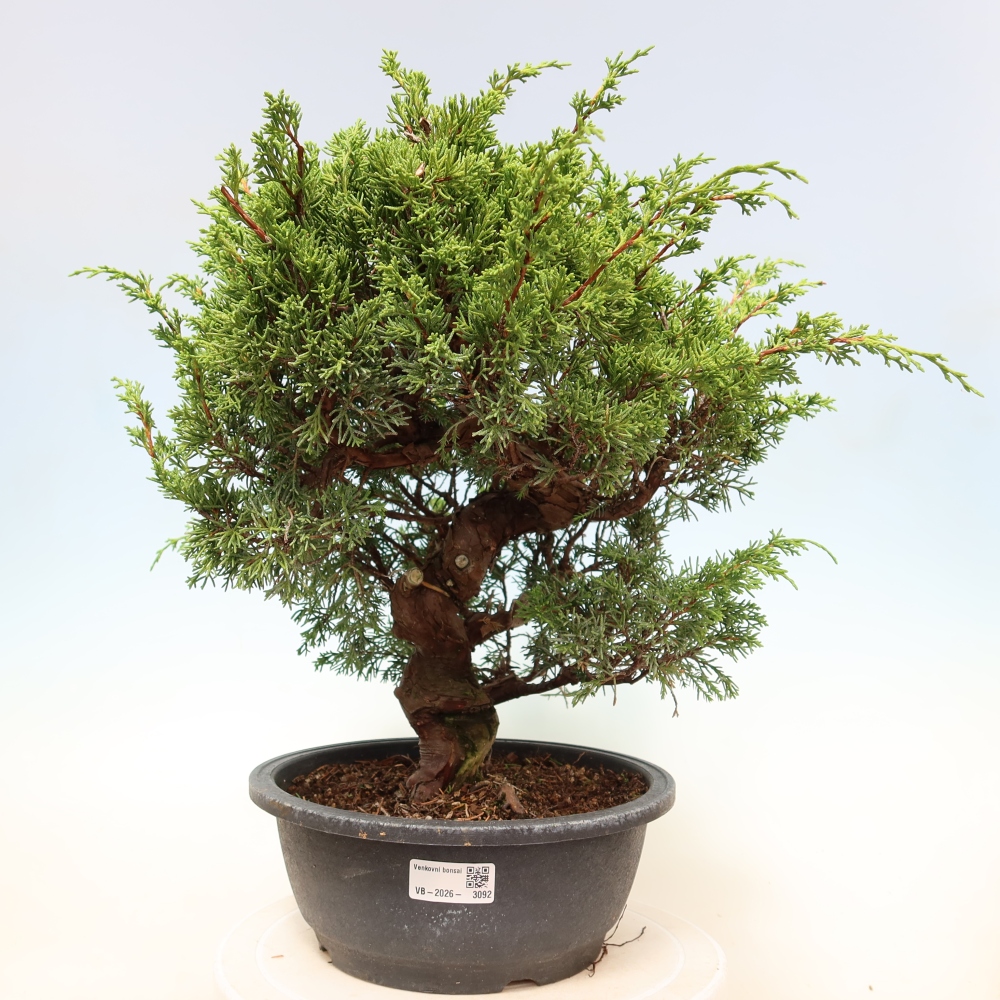 Vonkajší bonsai – Juniperus chinensis Itoigawa – čínsky jalovec