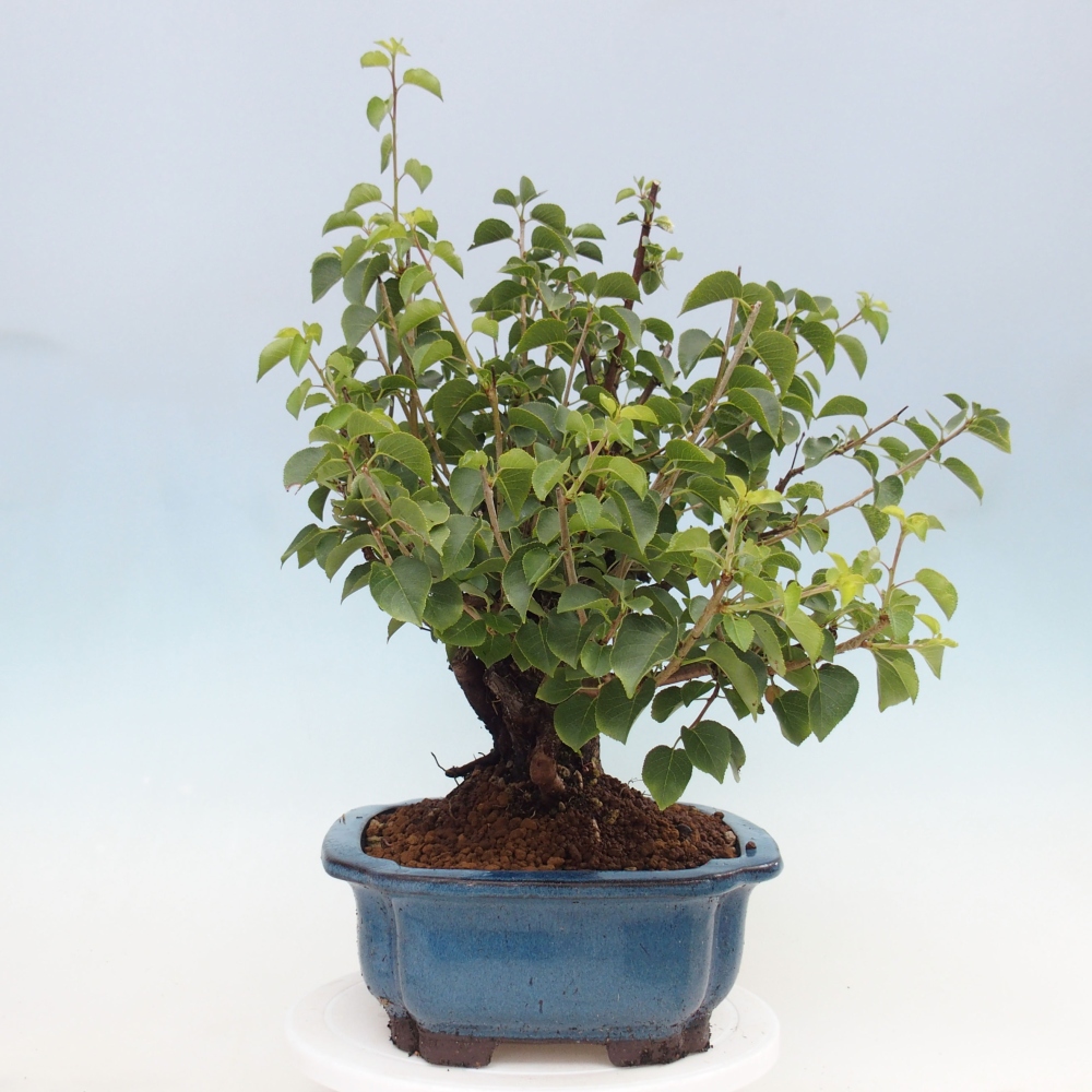 Vonkajšie bonsai - Mahalebka - Prunus mahalieb