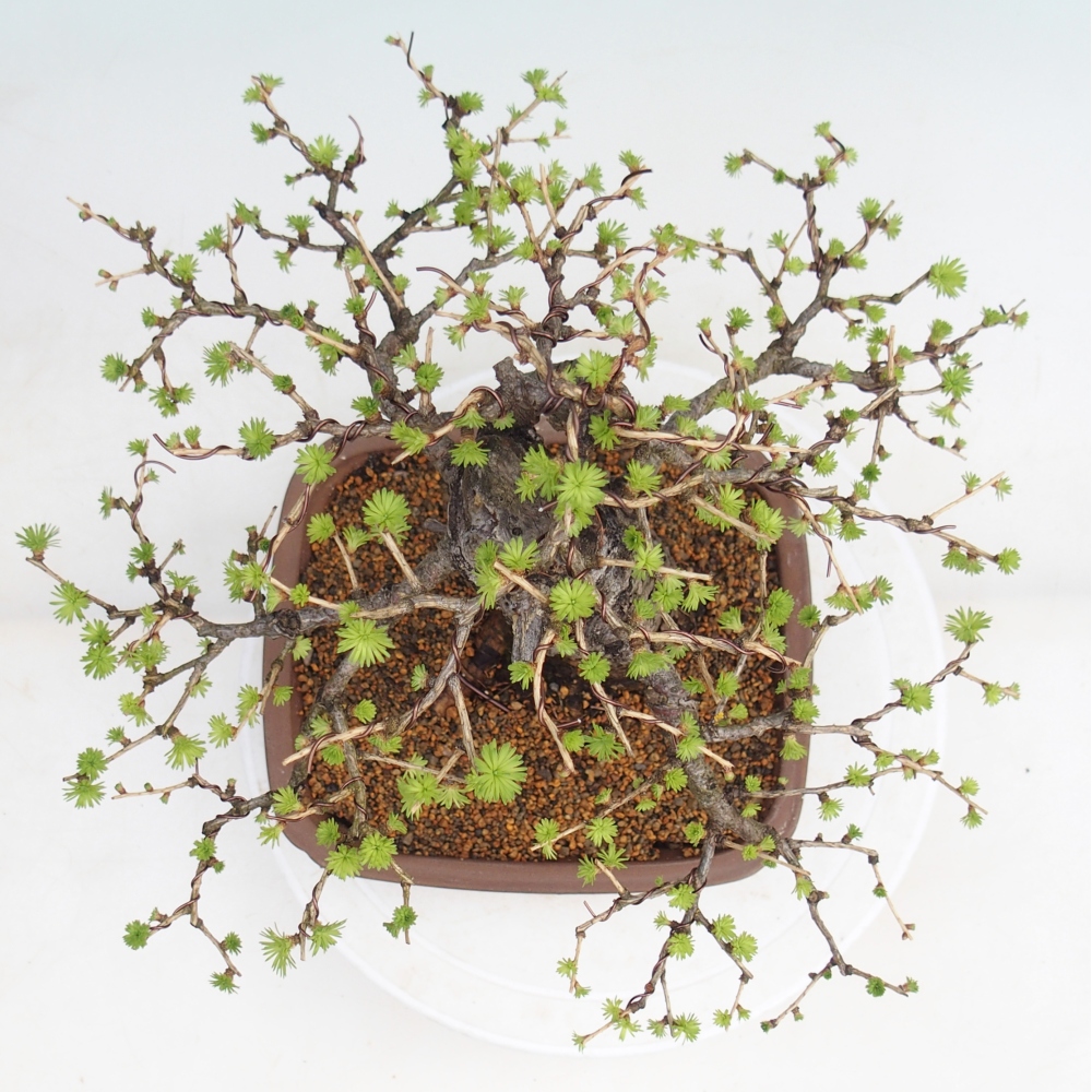 Vonkajšie bonsaje -Larix decidua - Smrekovec