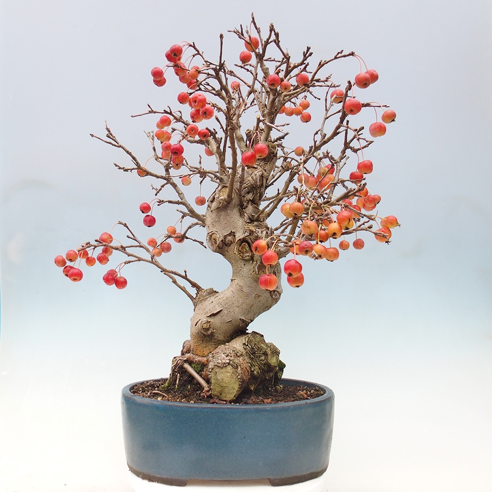 Vonkajší bonsai -Malus halliana - Maloplodá jabloň