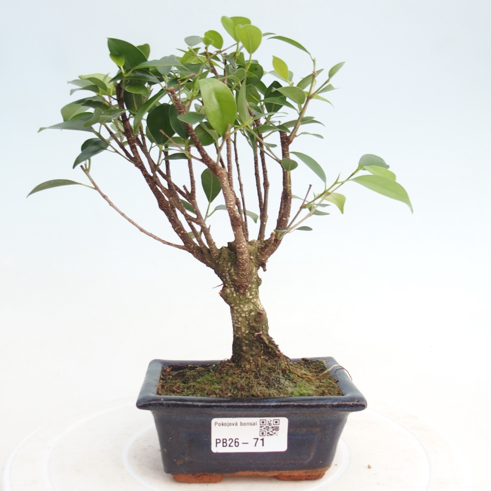 Izbové bonsaje Ficus retusa kimmen