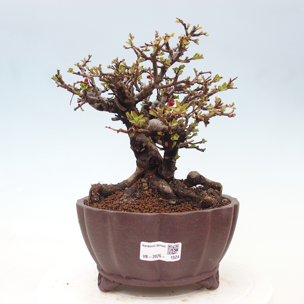 Vonkajšie bonsaje - Chaneomeles speciosa - Kdoule