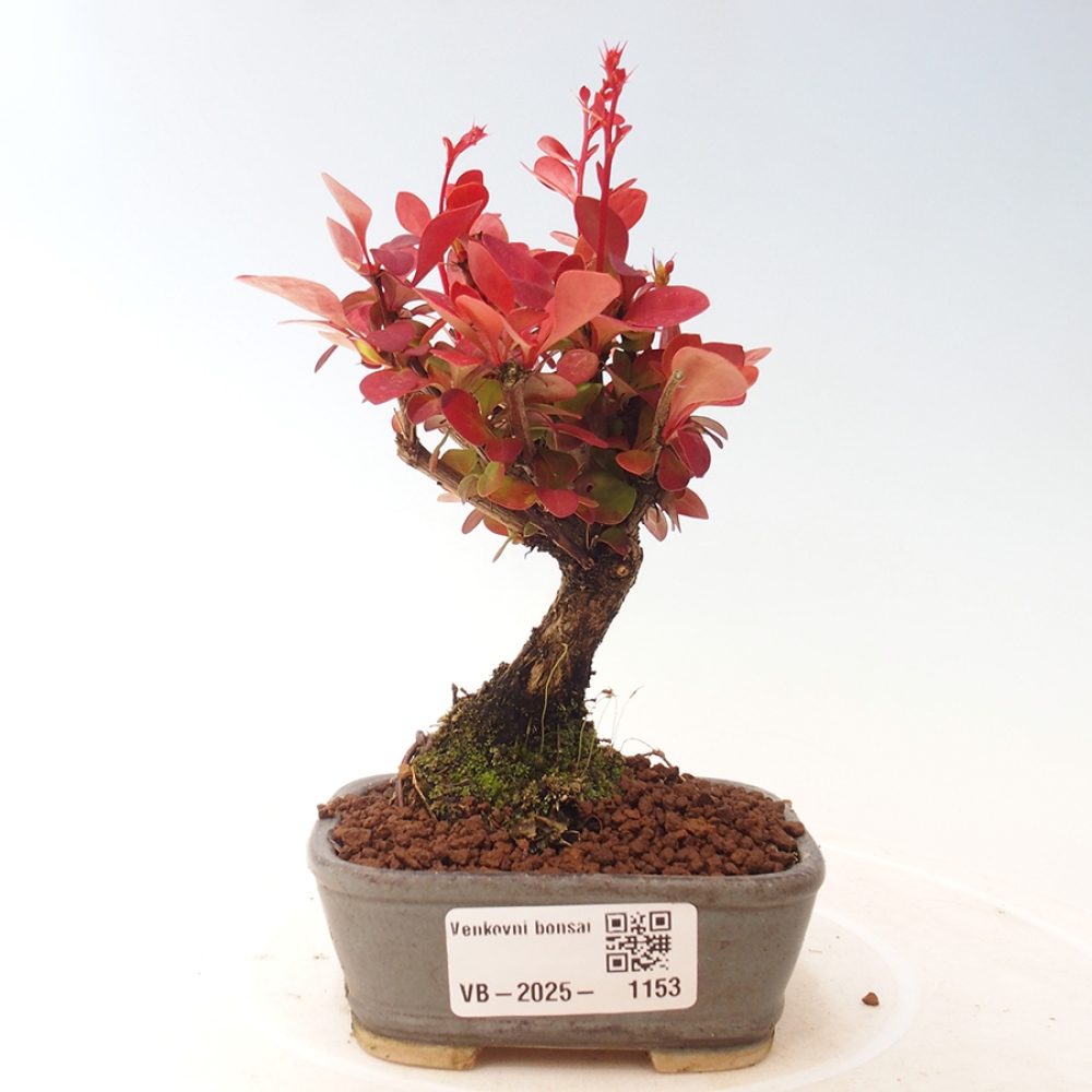 Vonkajší bonsai - Berberis thunbergii Kobold - Drištál Thunbergov