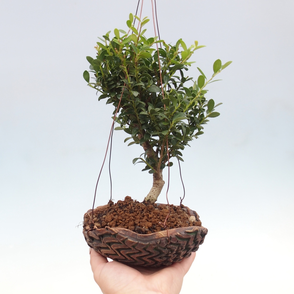 Kokedama v keramike - Ilex crenata - Cezmína