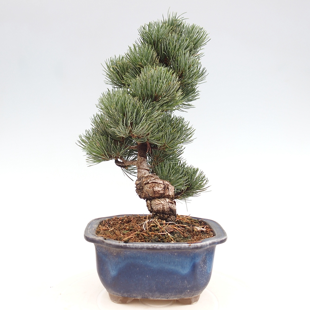 Vonkajšie bonsai - Pinus parviflora - Borovica drobnokvetá