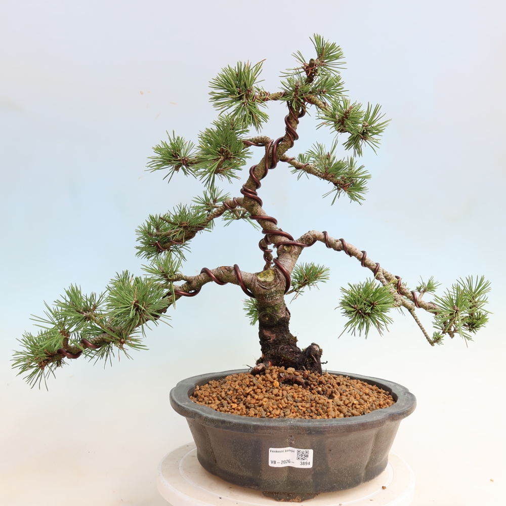 Vonkajšie bonsaje – Pinus mugo Humpy – borovica krivá