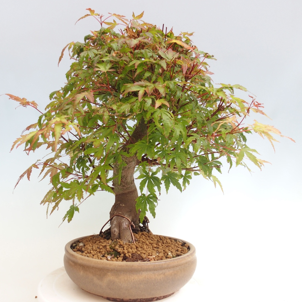 Vonkajší bonsai - Javor dlanitolistý - Acer palmatum