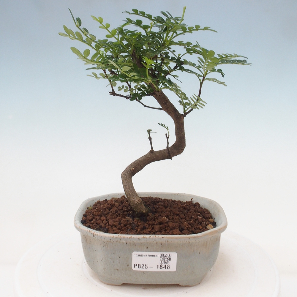 Izbová bonsai - Zantoxylum piperitum - piepor
