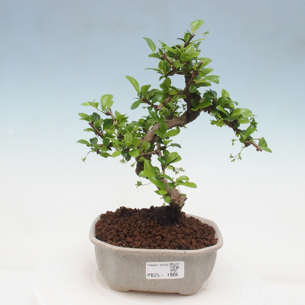 Izbová bonsai - Carmona macrophylla - Čaj fuki