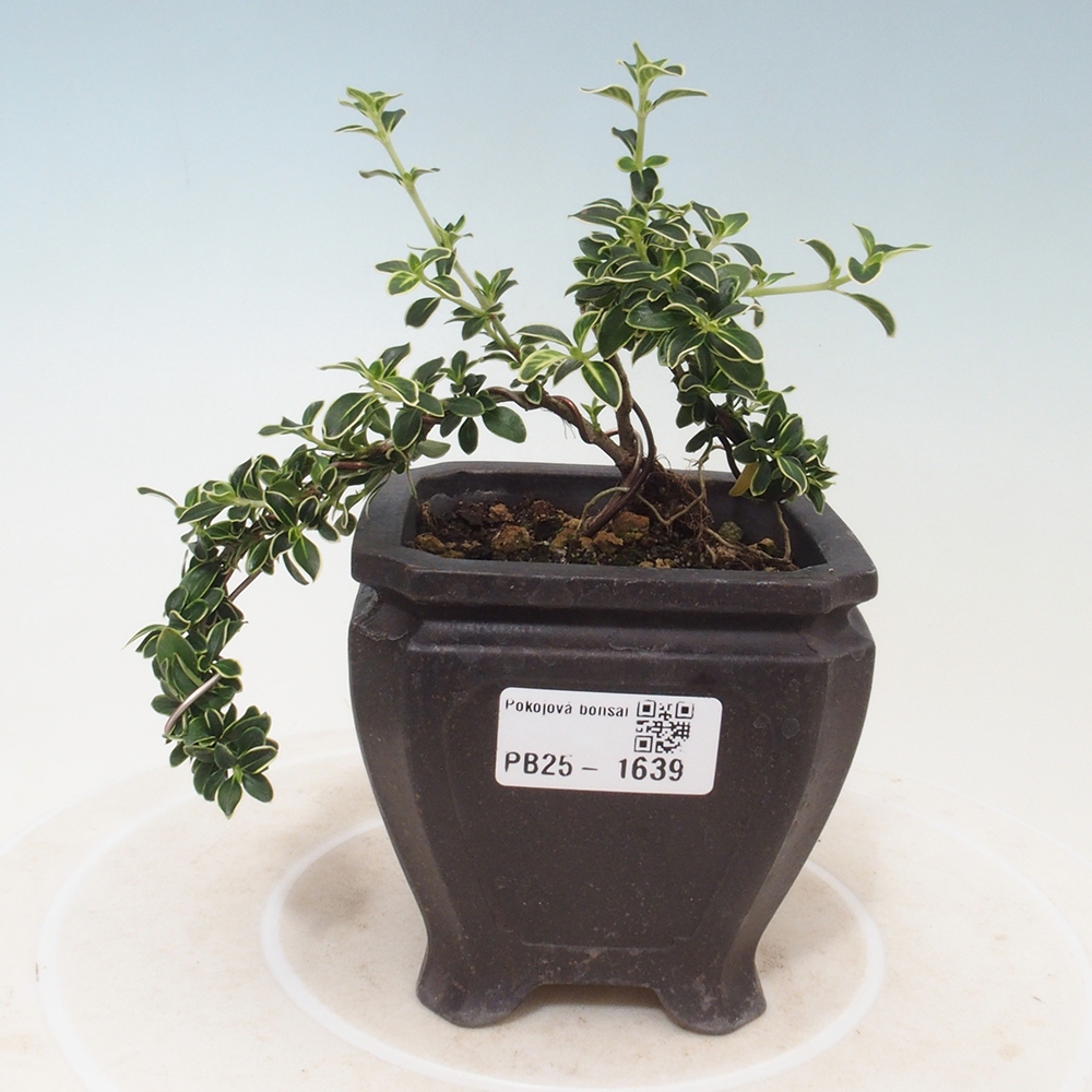 Izbová bonsai - Serissa foetida Variegata - Strom tisíce hviezd