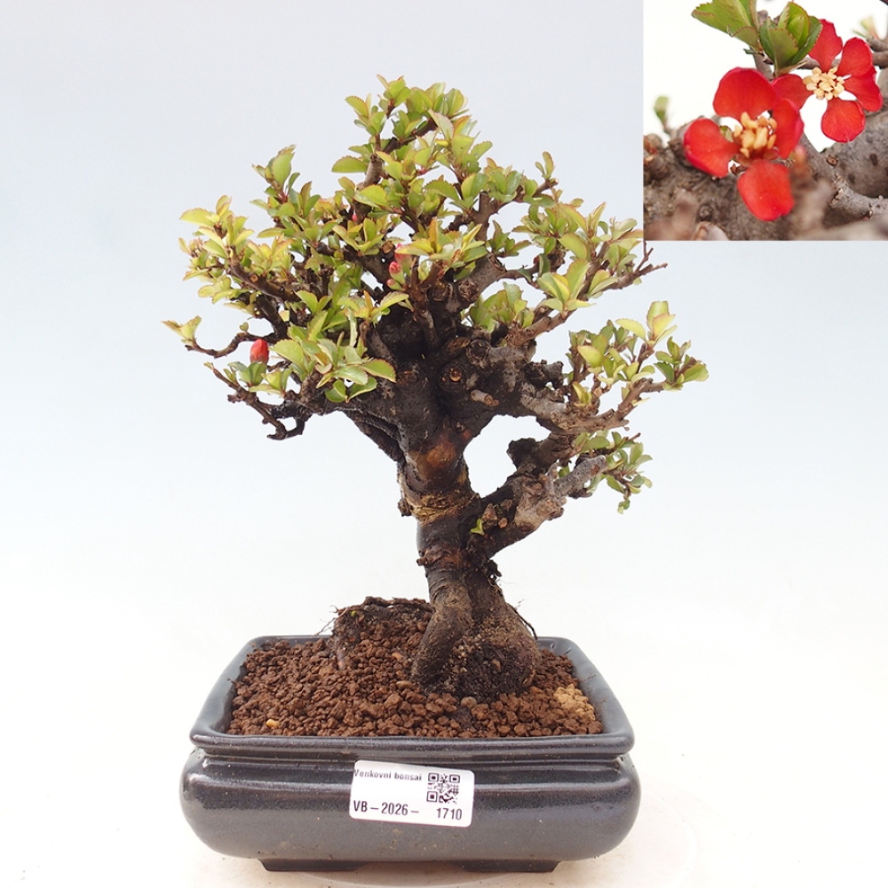 Vonkajšie bonsaje - Chaneomeles speciosa - Kdoule