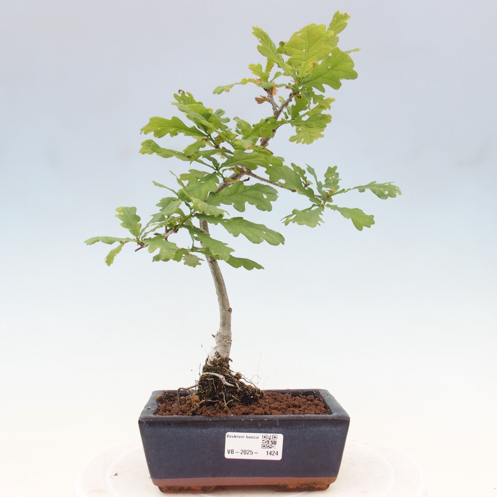 Vonkajšie bonsai - Quercus robur - Dub letný