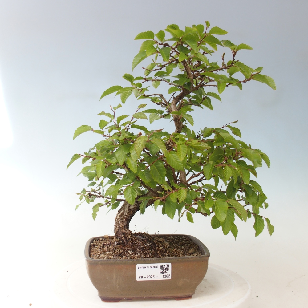 Vonkajšie bonsaje -Carpinus CARPINOIDES - Hrab kórejský