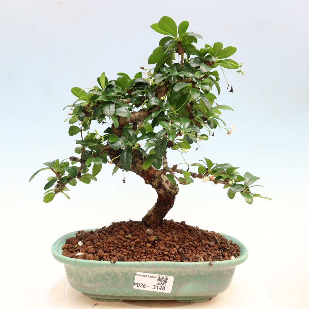 Izbové bonsaje - Carmona macrophylla - Tea fuki