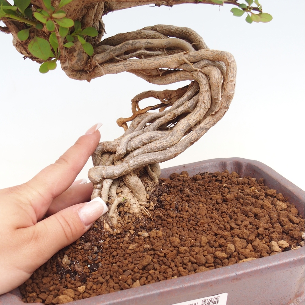Vonkajšie bonsaje - Berberis coreana