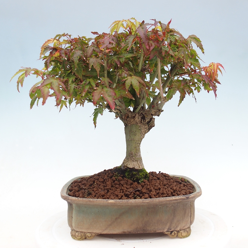 Acer palmatum KIOHIME - Javor palmetový