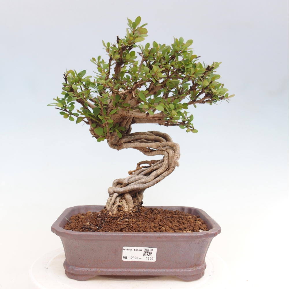 Vonkajšie bonsaje - Berberis coreana