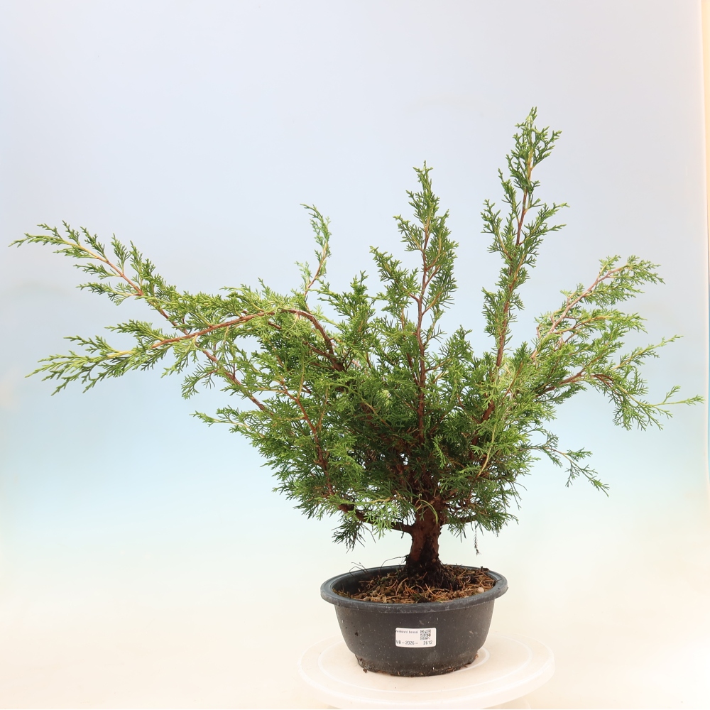 Vonkajší bonsaj - Juniperus chinensis Itoigawa