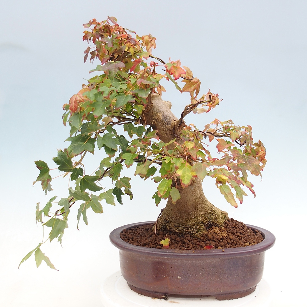 Vonkajšie bonsai - Javor Buergerianum - Javor Burgerův