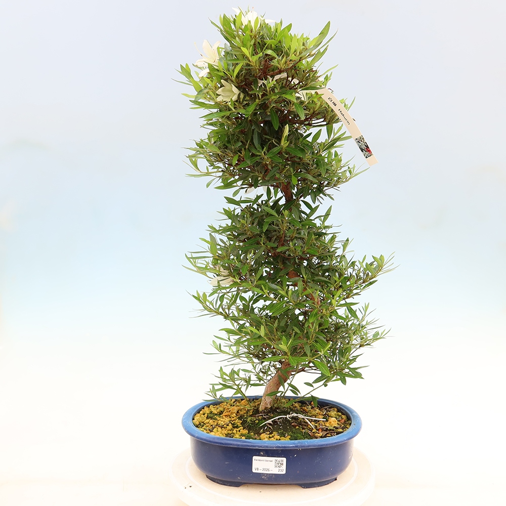 Vonkajšie bonsaje - Japonské azalky - Azalea Hakurin