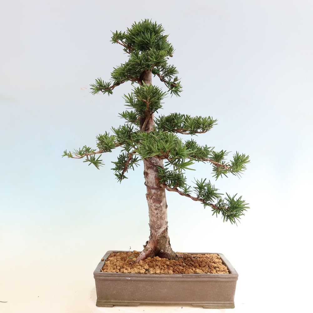 Vonkajší bonsai – Taxus cuspidata – japonský tis