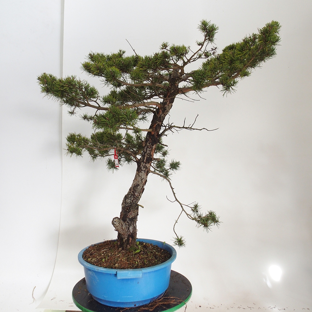 Yamadori - Pinus sylvestris Španielsko