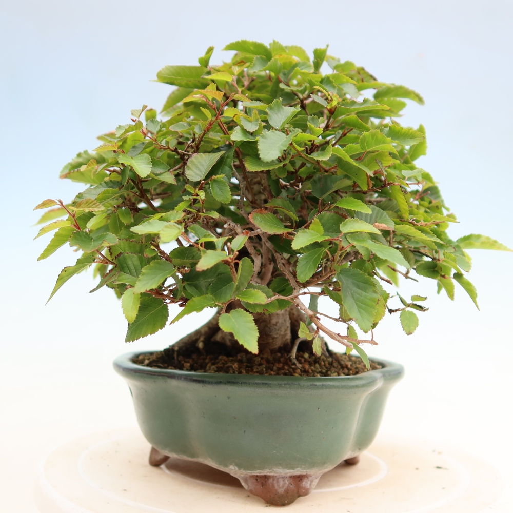 Vonkajší bonsaj -Carpinus coreana - Hrab kórejský