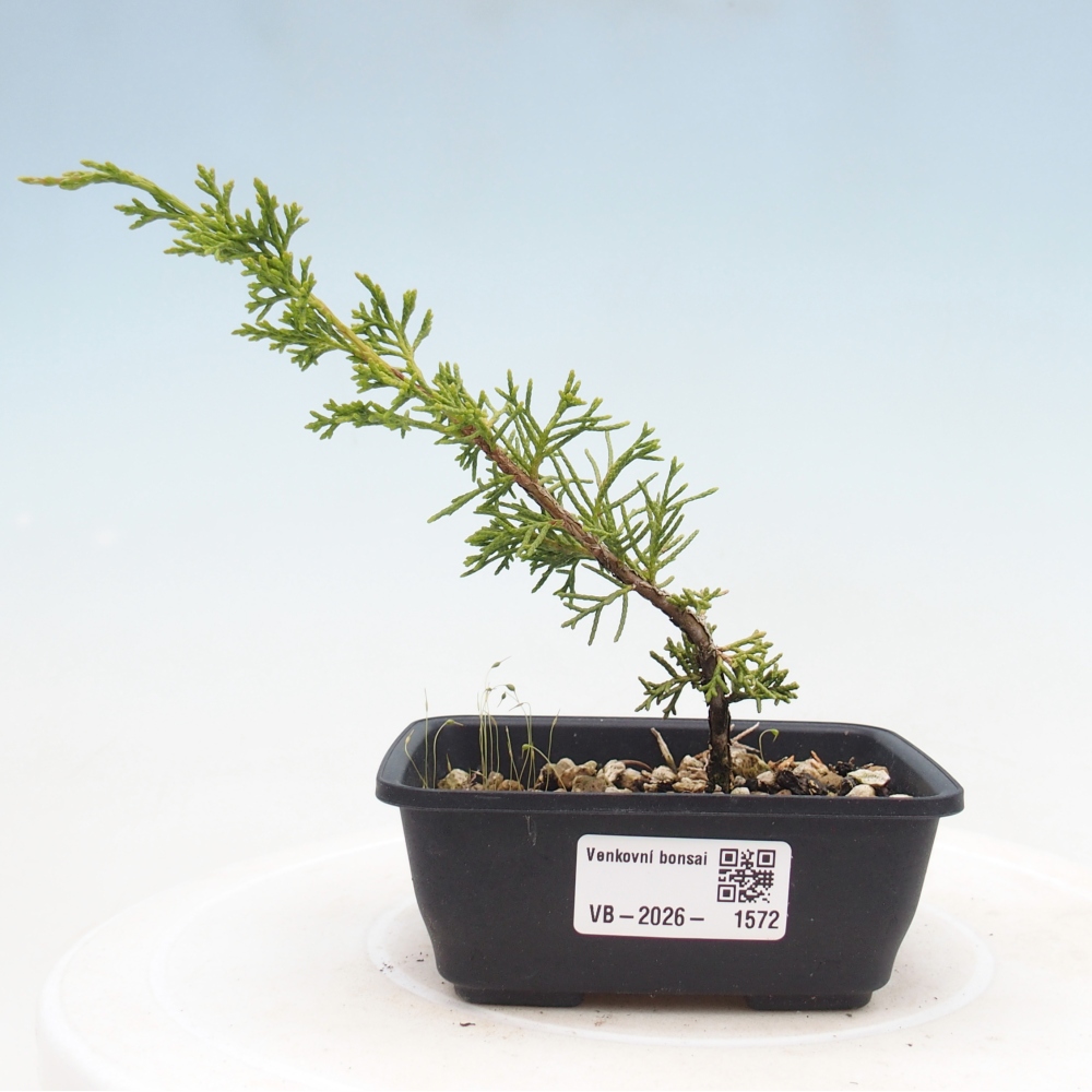 Vonkajší bonsaj - Juniperus chinensis Itoigawa