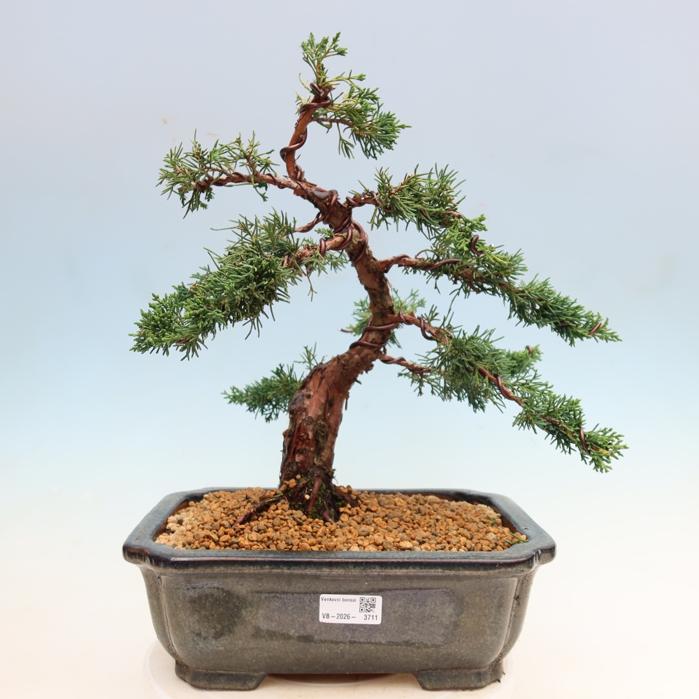 Vonkajší bonsaj - Juniperus chinensis Kishu
