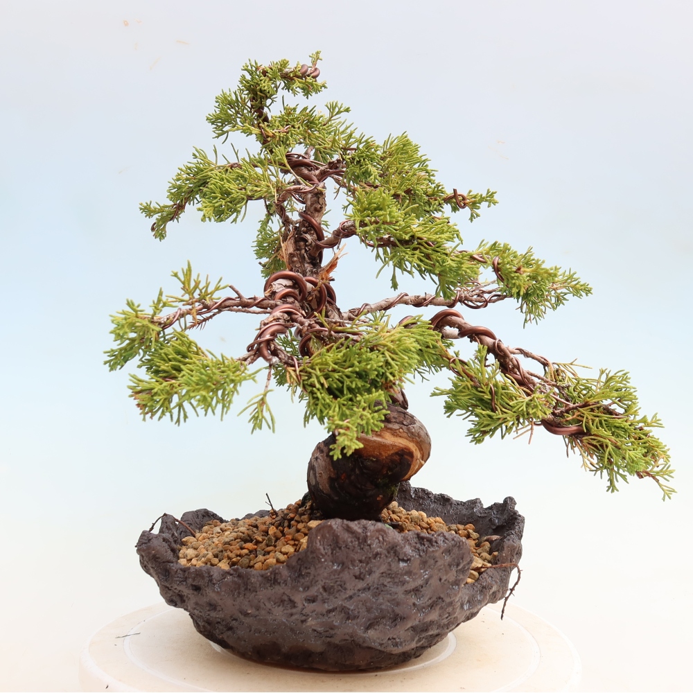 Vonkajší bonsai – Juniperus chinensis Itoigawa – čínsky jalovec