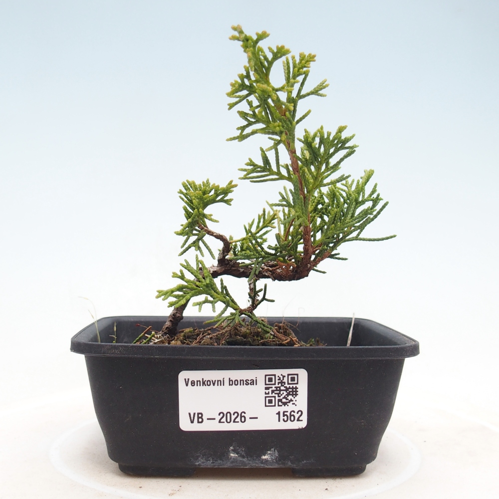 Vonkajší bonsaj - Juniperus chinensis Itoigawa
