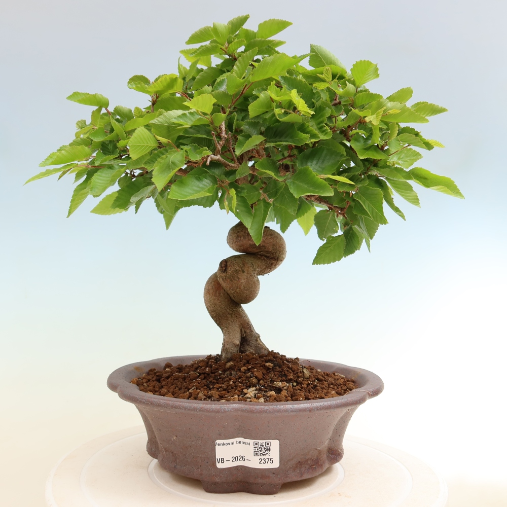 Vonkajší bonsaj -Carpinus coreana - Hrab kórejský
