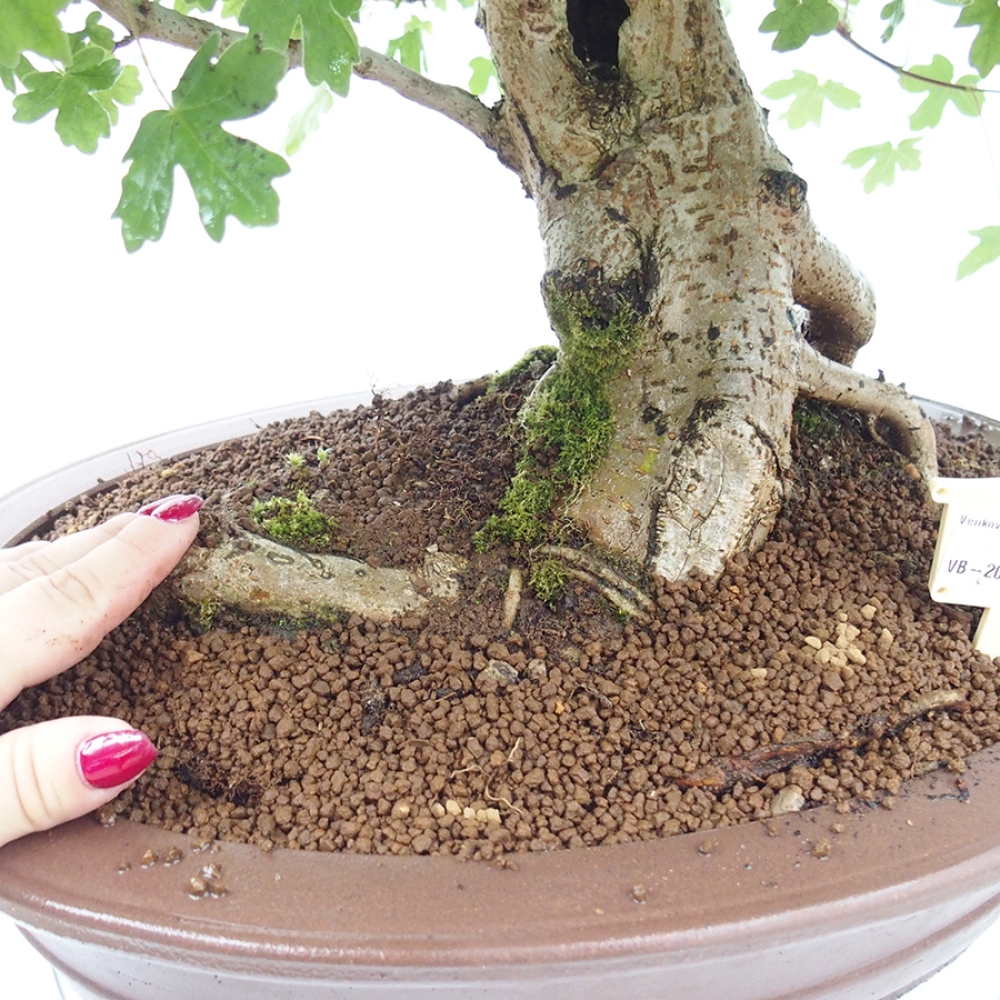 Vonkajší bonsai - Acer Campestre - Javor polný